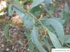 Schnee-Eukalyptus (Eucalyptus pauciflora subsp niphophila) Zweig mit Blättern