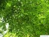Schnurbaum (Styphnolobium japonicum) Blätter