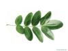 Schnurbaum (Styphnolobium japonicum) Blatt