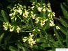 Schnurbaum (Styphnolobium japonicum) Blüte