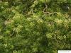 Schnurbaum (Styphnolobium japonicum) Blüten