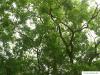 Schnurbaum (Styphnolobium japonicum) Krone