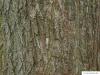 Schnurbaum (Styphnolobium japonicum) Stamm / Borke / Rinde