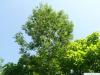 Schwarz-Esche (Fraxinus nigra) Baum