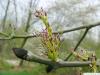 Schwarz-Esche (Fraxinus nigra) Blüte