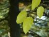 schwarze Maulbeere (Morus nigra) Blatt im Herbst