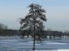 Schwarzerle (Alnus glutinosa) Baum im Winter