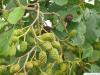 Schwarz-Erle (Alnus glutinosa) Früchte