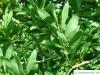 Schwarzholz-Akazie (Acacia melanoxylon) Blätter