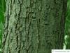 Schwarzholz-Akazie (Acacia melanoxylon) Stamm eines älteren Baumes