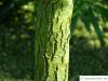 Schwarzholz-Akazie (Acacia melanoxylon) Stamm / Rinde / Borke