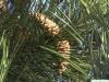Schwarz-Kiefer (Pinus nigra) Zapfen