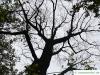 Schwarznuss (Juglans nigra) Baum im Winter