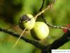 Schwarznuss (Juglans nigra) Früchte (Nüsse)