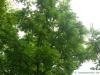Schwarznuss (Juglans nigra) Baumkrone im Sommer