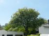 schwedische Mehlbeere (Sorbus intermedia) Baum im Sommer