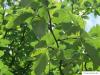 schwedische Mehlbeere (Sorbus intermedia) Blätter