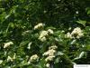 schwedische Mehlbeere (Sorbus intermedia) Blüten