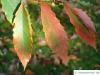 Seidenraupen Eiche (Quercus acutissima) Laub im Herbst