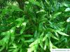 Silber-Eiche (Grevillea robusta) Blätter