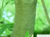 Silber-Eiche (Grevillea robusta) Stamm / Rinde / Borke