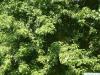 Silber-Ahorn (Acer saccharinum) Blätter