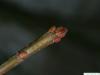 Silber-Ahorn (Acer saccharinum) rote Endknospen