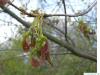 Silber-Ahorn (Acer saccharinum) Endknospe im Winter