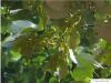 Silber-Linde (Tilia tomentosa) Wintermerkmal getrocknete Blätter und Früchte