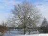 Silber-Pappel (Populus alba) Baum im Winter
