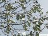 Silber-Pappel (Populus alba) Blätter