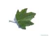 Silber-Pappel (Populus alba) Blatt
