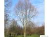 Silber-Weide (Salix alba) Baum im Winter
