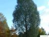 Silber-Weide (Salix alba) Baum