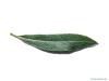 Silber-Weide (Salix alba) Blatt