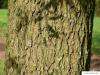 Silber-Weide (Salix alba) Stamm / Borke / Rinde