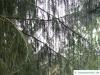 Siskiyou-Fichte (Picea breweriana) waagerechte Äste, hängende Zweige