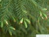 Sitka-Fichte (Picea sitchensis) Zweige im Austrieb