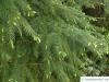 Sitka-Fichte (Picea sitchensis) Zweige