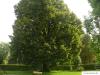 Sommer-Linde (Tilia platyphyllos) Baum