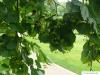 Sommer-Linde (Tilia platyphyllos) Blätter