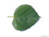 Sommer-Linde (Tilia platyphyllos) Blatt