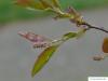 spähtblühende Trauben-Kirsche (Prunus serotina) Austrieb im Frühjahr