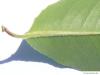 spähtblühende Trauben-Kirsche (Prunus serotina) Ausschnitt Blatt
