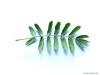 Speierling (Sorbus domestica) Blattunterseite