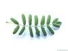 Speierling (Sorbus domestica) Blatt