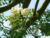 Speierling (Sorbus domestica) Blüte