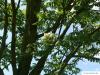Speierling (Sorbus domestica) Blüten