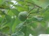 Speierling (Sorbus domestica) Frucht