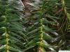 Spießtanne (Cunninghamia lanceolata) Nadelstellung